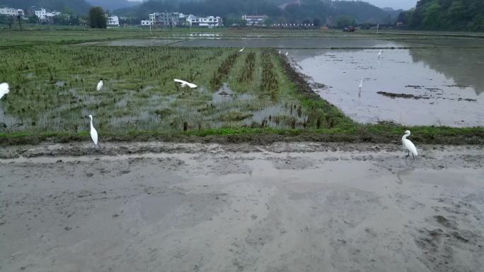 乡村农田风光  水稻耕种  田园生态