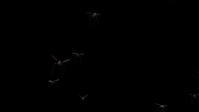 蚊子往前飞正面一群