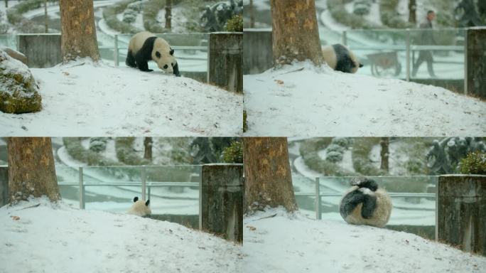 玩耍的大熊猫