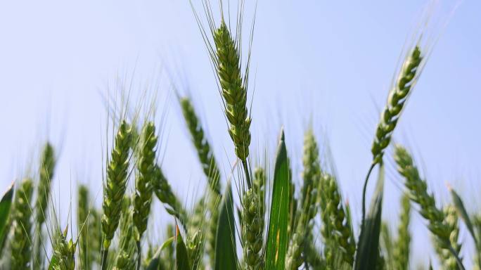 农业 麦穗 小麦