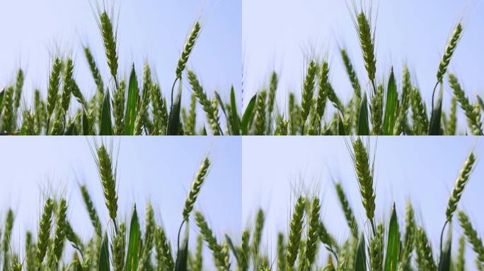 农业 麦穗 小麦
