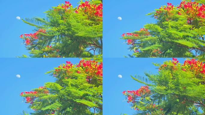 福建漳州夏日盛开的凤凰花和升起的月亮