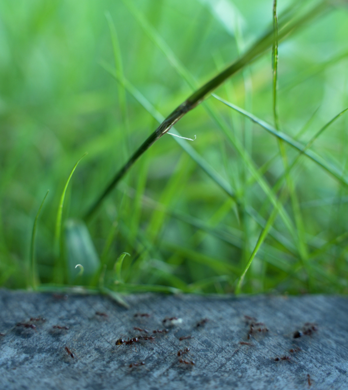 蚂蚁搬家红火蚁物种入侵~竖屏
