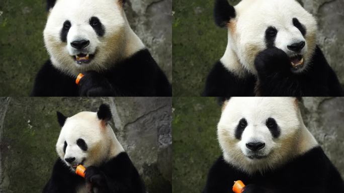 熊猫特写镜头