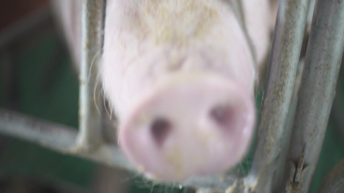 家畜 动物交配 母猪 猪流感病毒