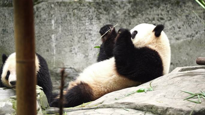 国宝 猫熊 熊猫吃竹子