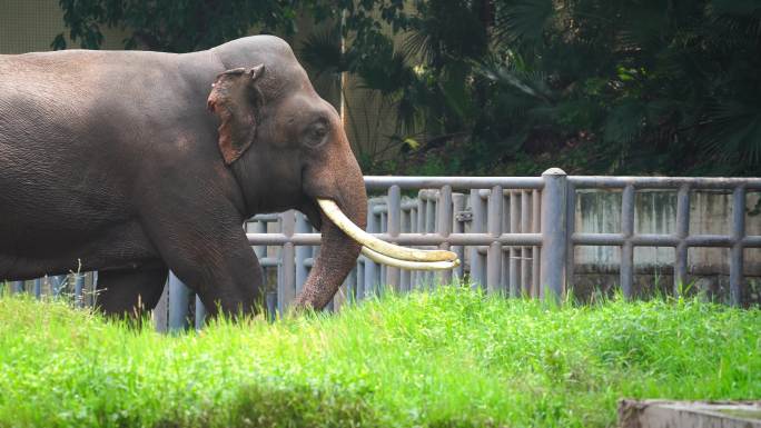 大象 大型哺乳动物 自然保护区