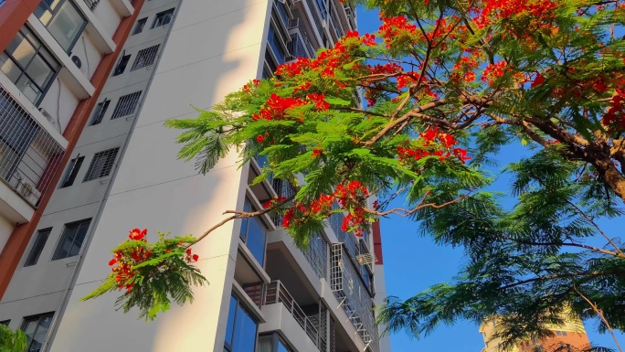 福建漳州夏日盛开的凤凰花