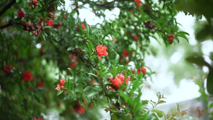 石榴树 石榴花开特写 石榴 石榴花