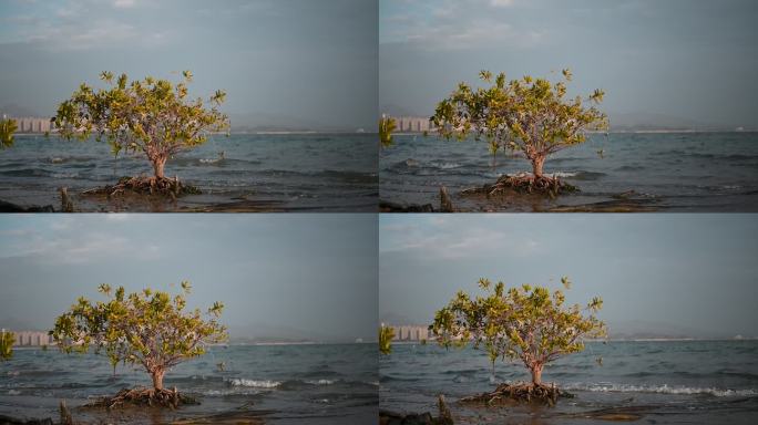 海边的小树