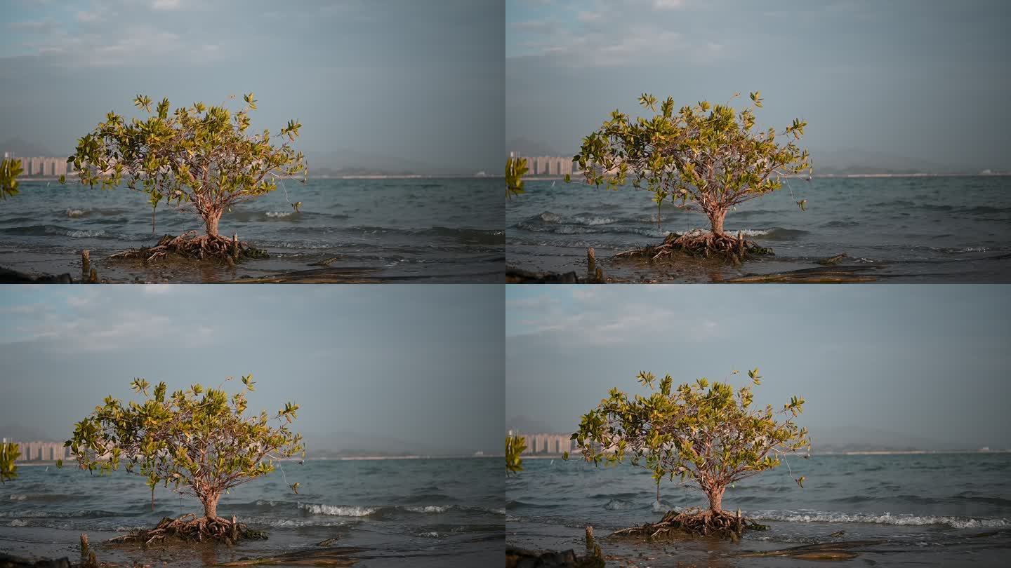 海边的小树