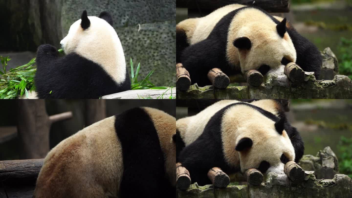大熊猫 熊猫 国宝 猫熊 熊猫吃竹子