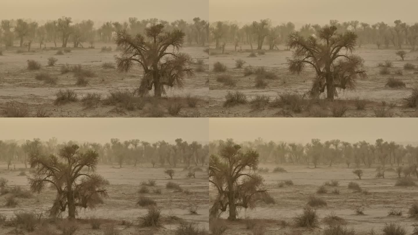沙尘暴中的胡杨林