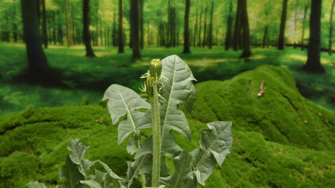 植物快速生长