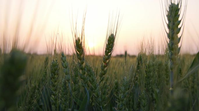 农业小麦麦地