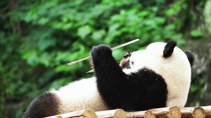 国宝 猫熊 熊猫吃竹子