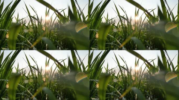 水稻禾苗生长  逆光太阳雨
