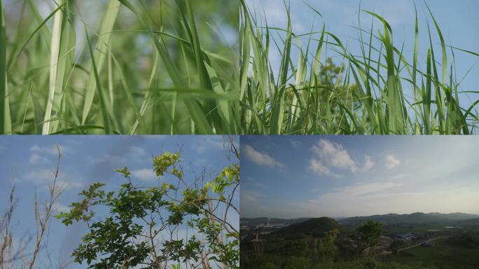 微风 青草 植物 夏天 阳光