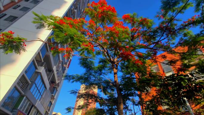 福建漳州夏日盛开的凤凰花