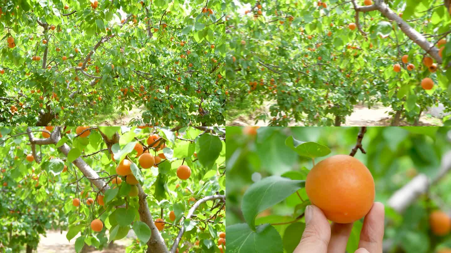 水果采摘 黄杏