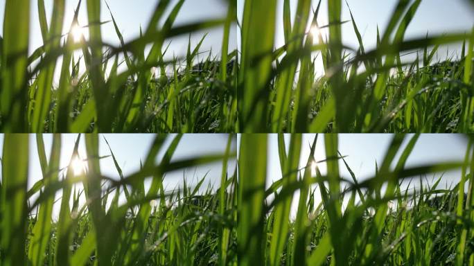 水稻禾苗生长逆光意境