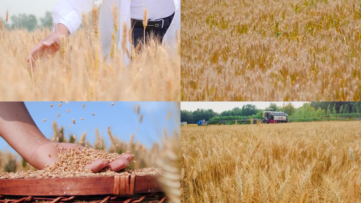 麦田丰收 麦子成熟