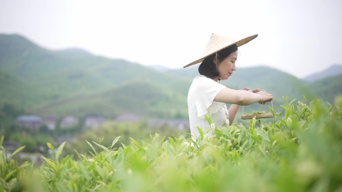 美女在茶园采茶