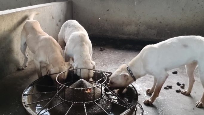 狗喂色 喂狗粮 狗进食 狗食品养狗场喂色