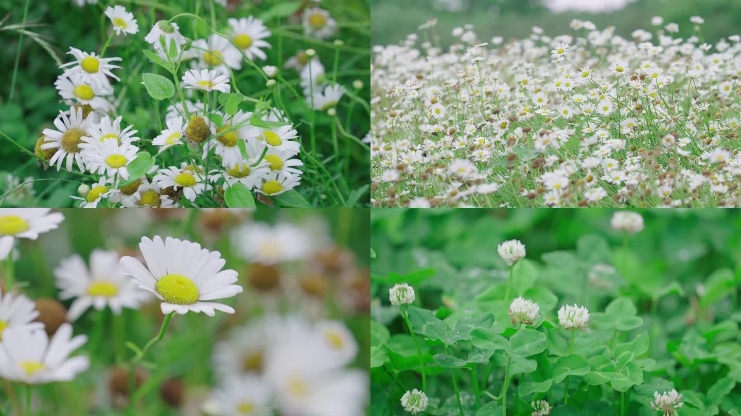 小清新鲜花和雏菊