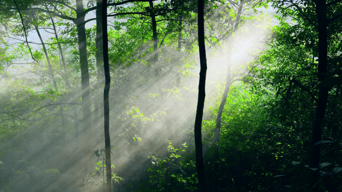 森林烟雾缭绕阳光森林密林自然风光