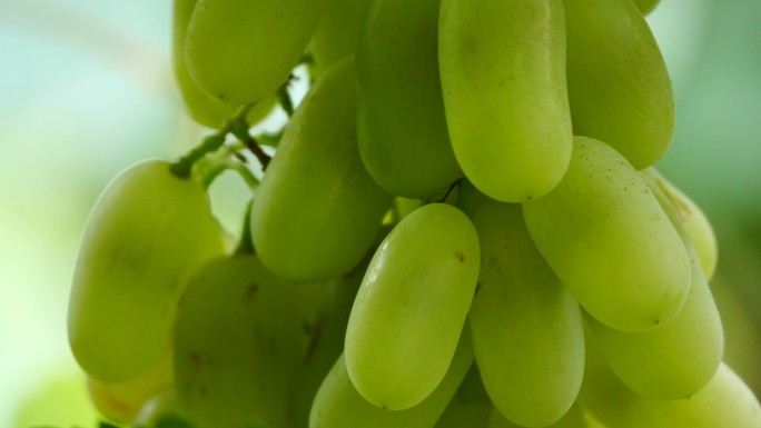 新疆瓜果系列---马奶葡萄