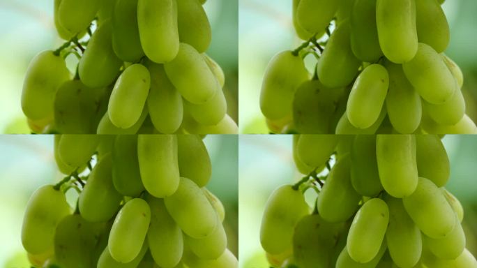 新疆瓜果系列---马奶葡萄