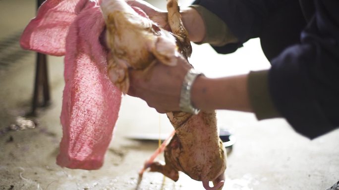 养猪场 养猪厂 母猪 产崽 产前 接生
