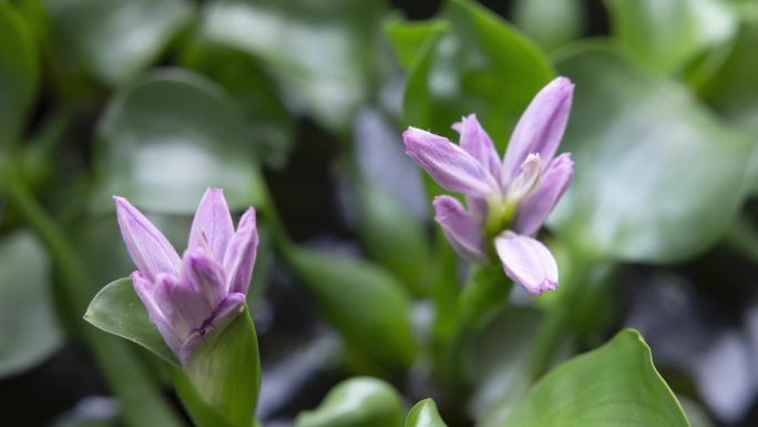 水葫芦凤眼莲花开延时合集