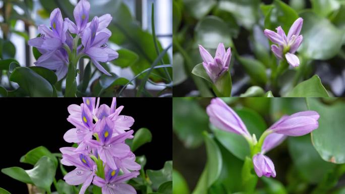 水葫芦凤眼莲花开延时合集