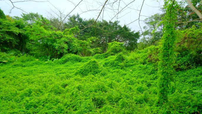 绿野仙踪丛林秘境荒草丛生