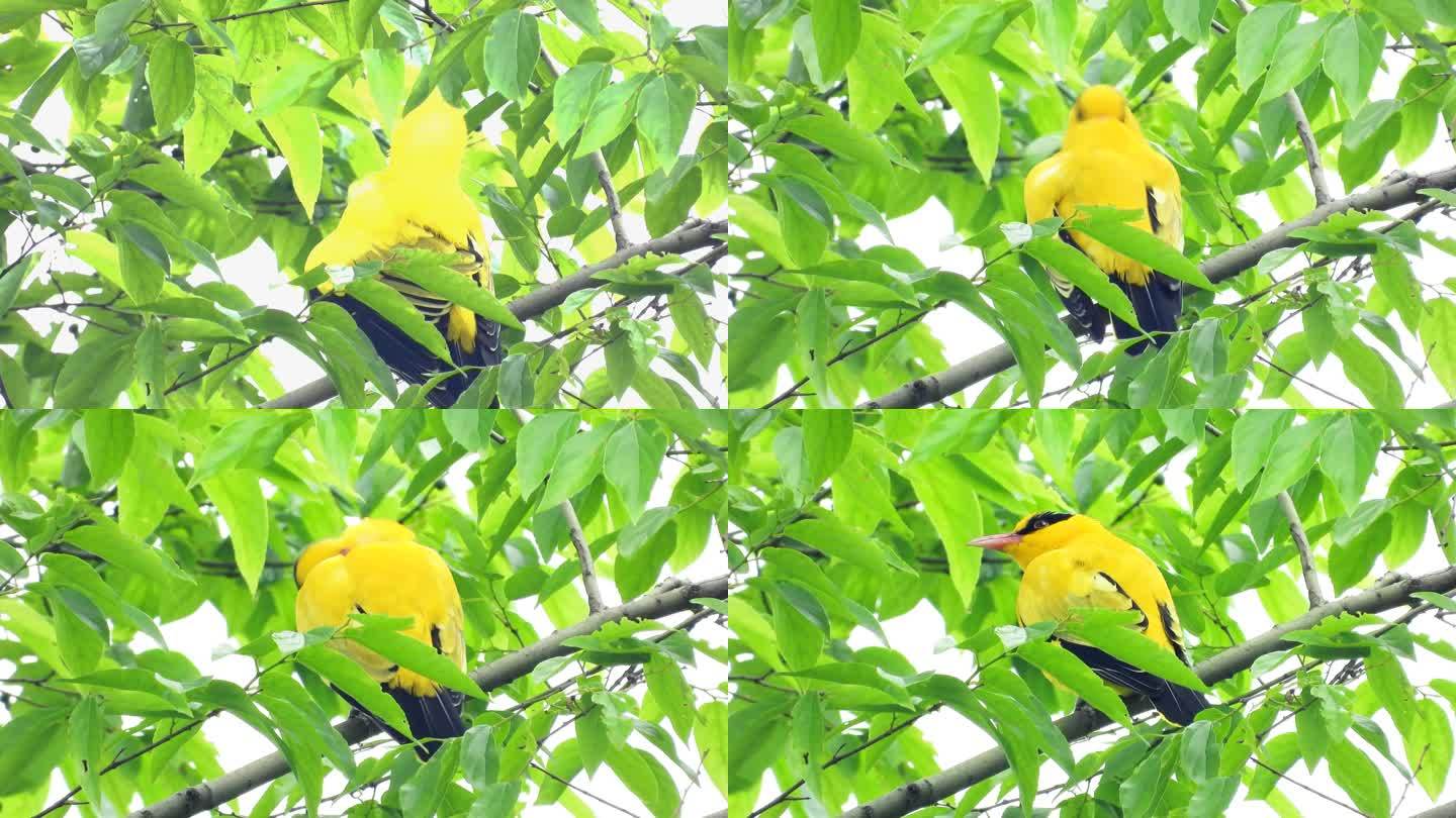 黑枕黄鹂黄鹂鸟，黄鹂鸟梳理羽毛，好漂亮啊