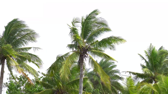 原创4k椰树椰子椰汁海南树木