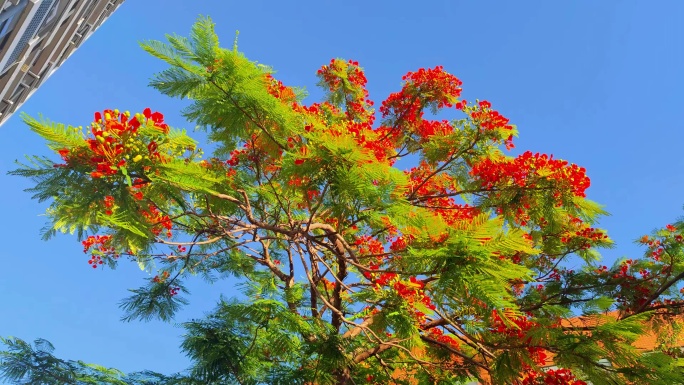 福建漳州夏日盛开的凤凰花