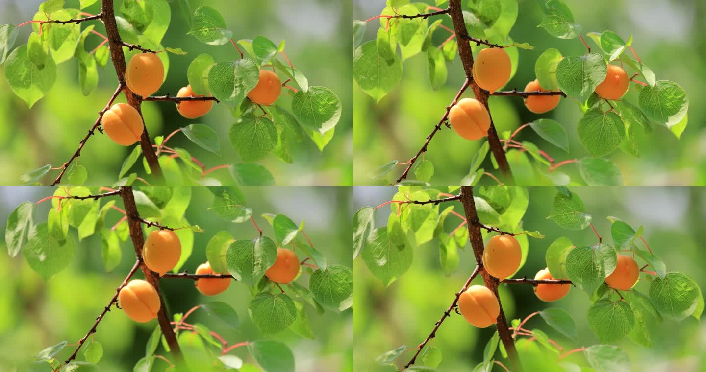 实拍成熟杏果