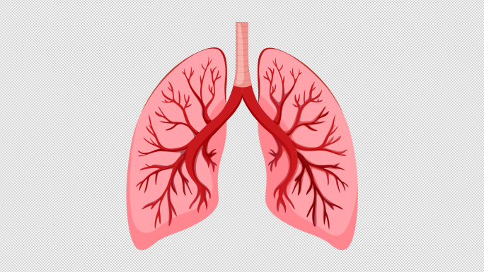 肺呼吸动画透明通道（10款）