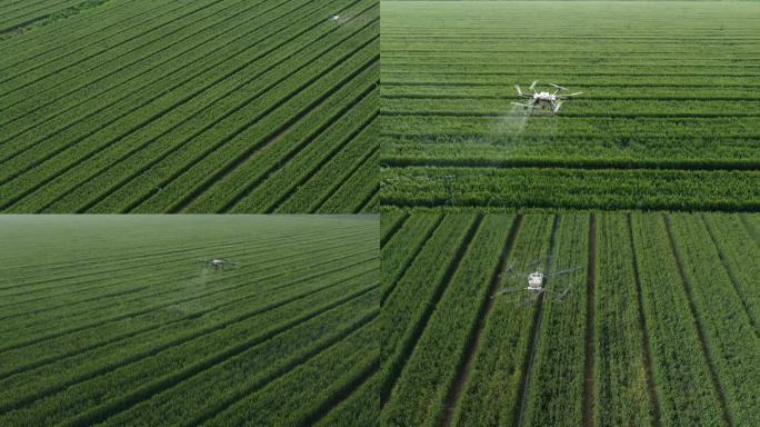 小麦飞防 保丰收