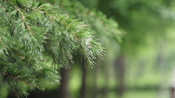 针叶林雨珠松树树枝上的雨珠 雨中柏树叶子