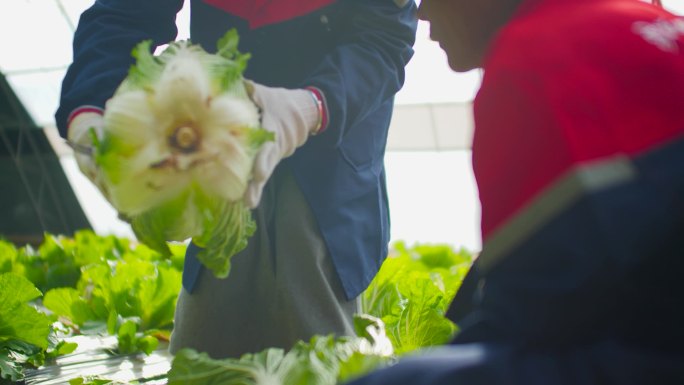 现代农业 蔬菜打营养液 蔬菜除草