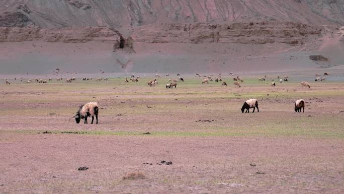 三江源沙化草原上的羊群