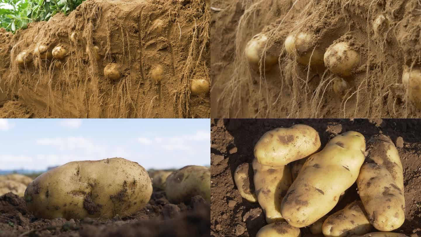 土豆种植研究