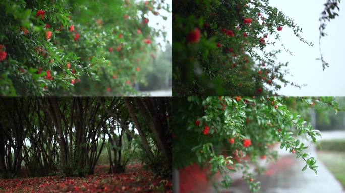 石榴树 石榴花开特写 石榴 石榴花