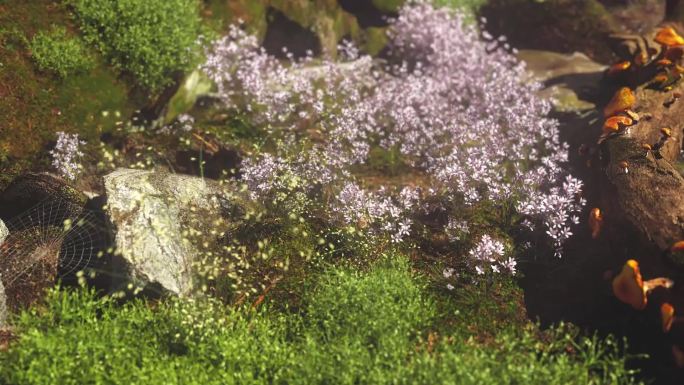 植物生长超写实场景