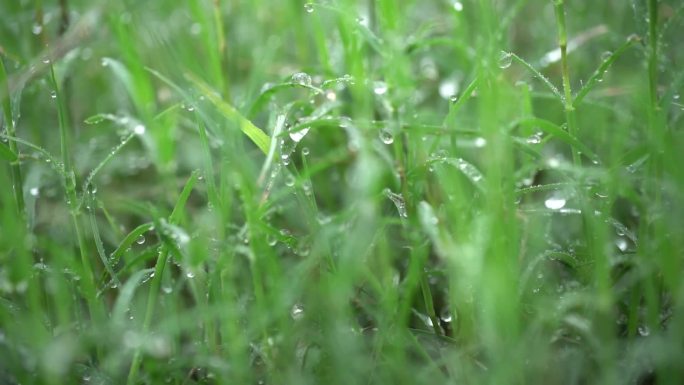 水珠  露水 雨水 下雨