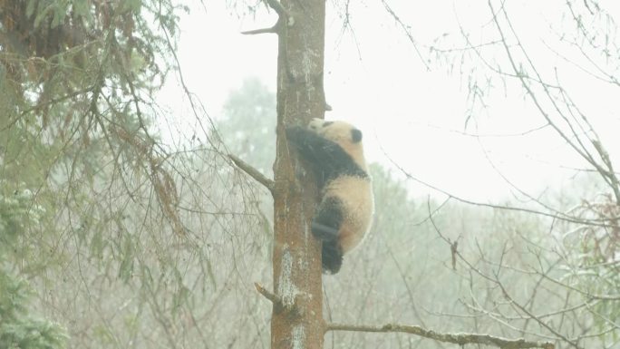 熊猫爬树视频素材